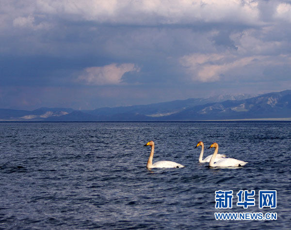 新疆赛里木湖变身“天鹅湖”