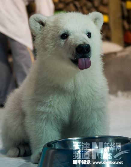 我国首例人工繁育孪生北极熊姐妹与游客见面