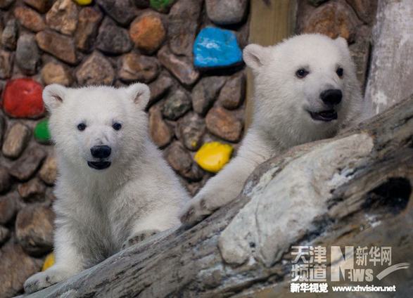 我国首例人工繁育孪生北极熊姐妹与游客见面