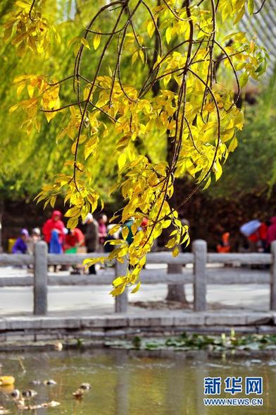 组图：大明湖畔秋色渐浓