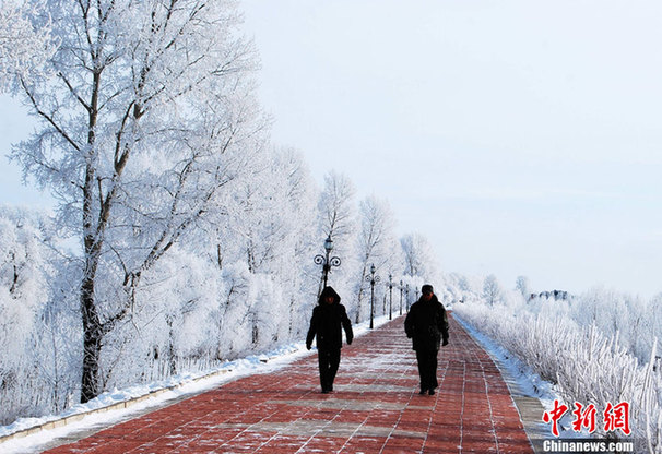 黑龙江伊春现雾凇奇景 美轮美奂