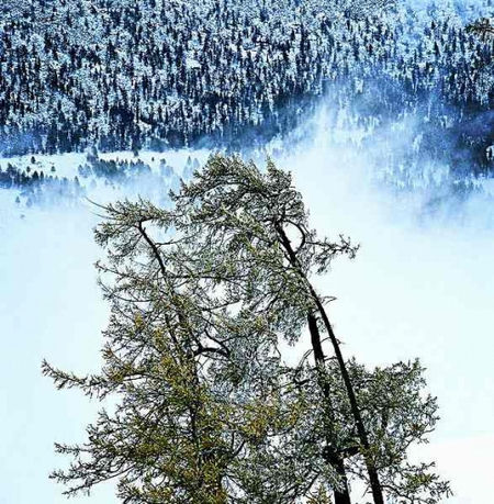 仙境般的纯白世界 这个冬假拎起行装去雪原