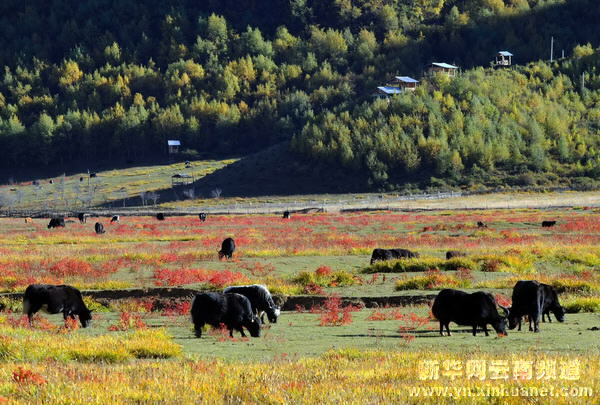 西部大开发10年间的云南香格里拉[多图]