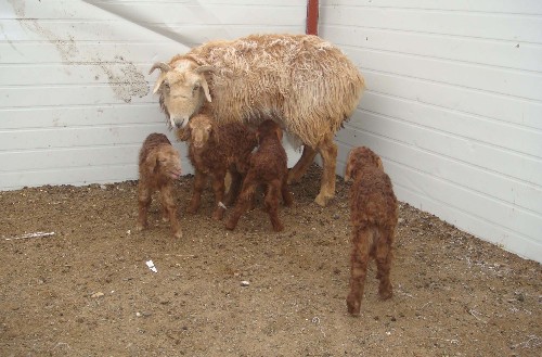 科克塔斯村牧民杰特吾夏克,他家的1只哈萨克母羊昨天一胎生下4只小羊