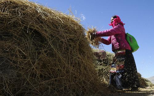 西藏阿里：生态经济助农牧民增收