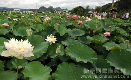 云南:湖光山色美 人在画中游