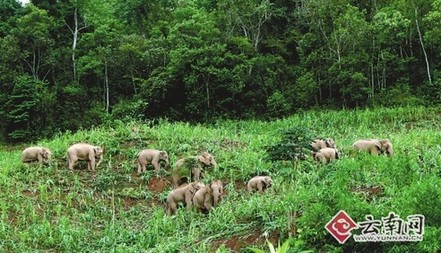 西双版纳为野象建