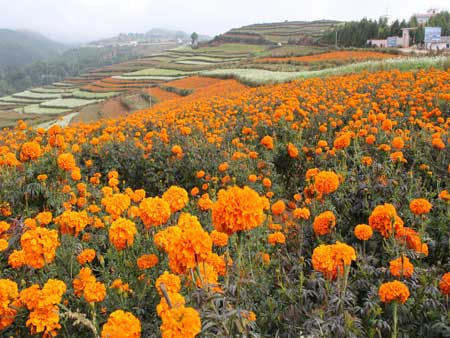 昆明东川红土地荣膺“中国十佳最美风情小镇”