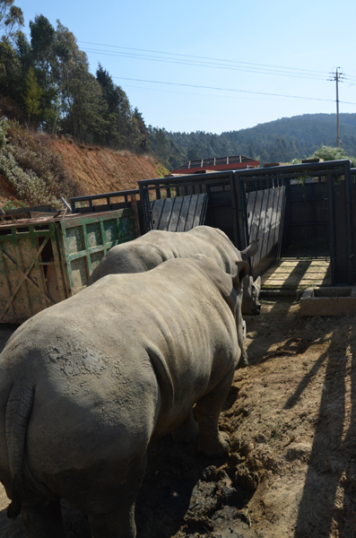 犀牛重返云南普洱 先训练自己进运输笼