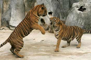 Tigers play in their cage at Sri Racha zoo, 80 km (50 miles) east of the Thai capital Bangkok in this October 5, 2004 file photo. [Reuters]