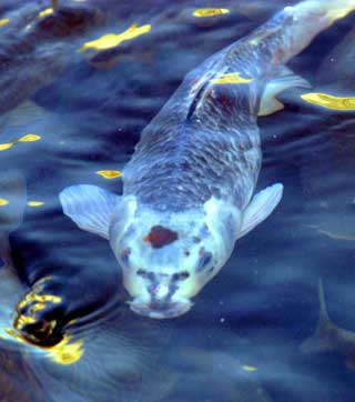 A carp with a head resembling a tiger swims in the Wulong Pool Park in Jinan, east China's Shandong Province February 25, 2005. The strange fish was found by local residents and has drawn hundreds of visitors in the past two days. Expert say the 30-centimeter long is a carp and could live as long as 100 years. A park employee said some fish lovers even called the park and offered a high price to buy the fish, but was refused the offer. [newsphoto] 