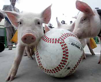 Ball pig deals