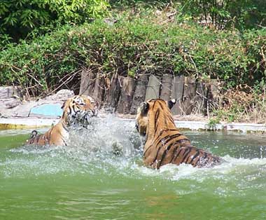 Tiger fight for the right to occupy a pond