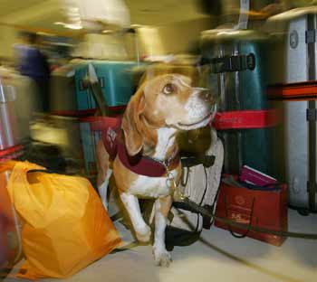 An Australian quarantine inspection dog sniffs passenger's bags in the arrivals hall at Sydney's international airport September 28, 2005. Australia, so far free from Asia's deadly strain of bird flu, is patrolling its northern regions to guard against infection from migratory birds and screening airline passengers for poultry products.