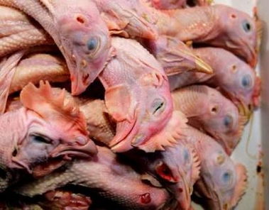 Dressed chickens are displayed for sale at a market in Beijing November 10, 2005.