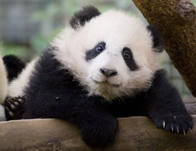 Panda cub on show at US zoo