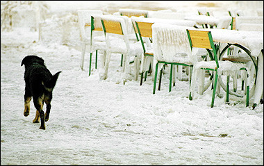 A dog passes by seats and tables covered by the snow on the sea-front of Sevastopol, Crimea, as temperatures reached - 20 C in this Black Sea harbour. 