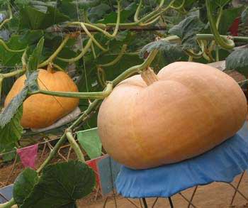 75kg pumpkin showcased in Beidaihe Jifa sightseeing garden