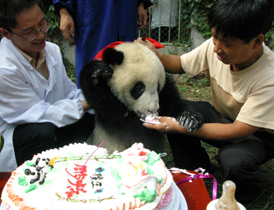 Baby panda celebrates the birthday