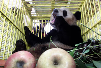 Giant Panda returns home