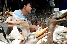 WHO warns of a world-wide bird flu epedemic
