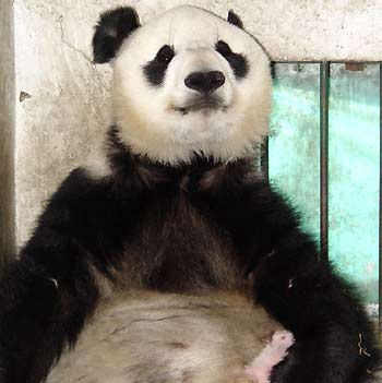 Selection rules set for pandas to Taiwan