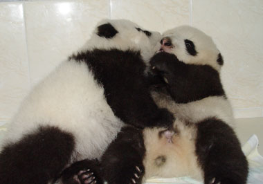 A record 25 giant pandas born this year