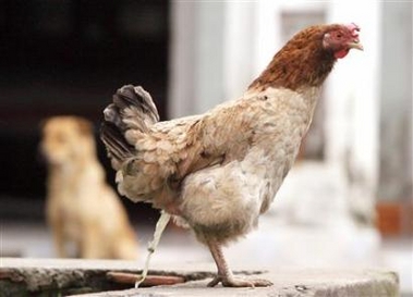 vietnamese teenager confirmed to have h5n1 virus