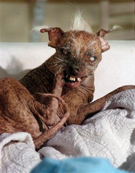 World's ugliest dog dies at 14