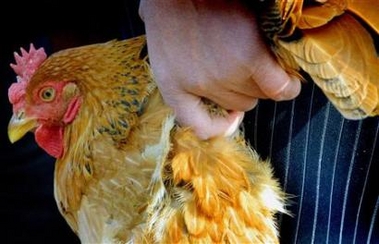 Nanjing suspends live poultry sales