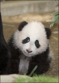 Artificial insemination brings 21 panda cubs