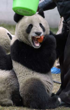 Giant pandas enjoy snowfall in Sichuan