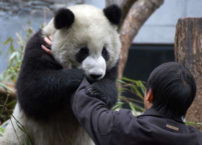 Giant pandas enjoy snowfall in Sichuan