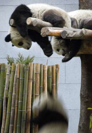 Giant pandas enjoy snowfall in Sichuan