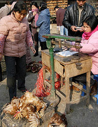 Bird flu kills two more people in China