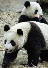 Giant pandas for Taiwan learn Minnan dialect