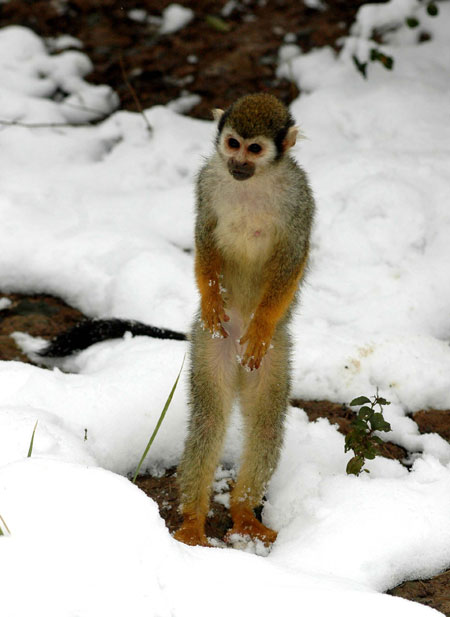 Animals enjoy snow fun