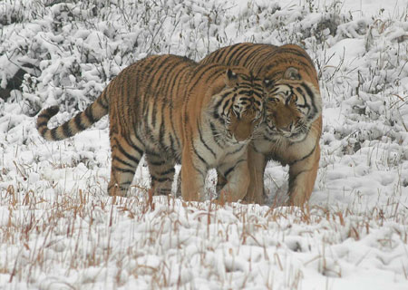 Animals enjoy snow fun