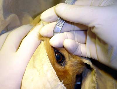 Dog receives double eye-lid operation