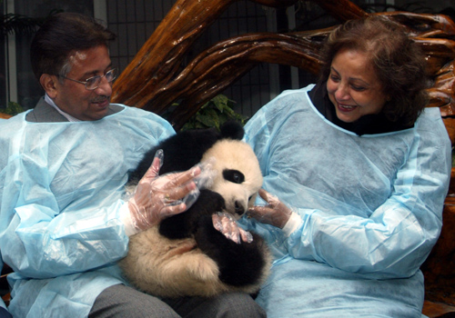 Musharraf enjoys panda fun in Sichuan