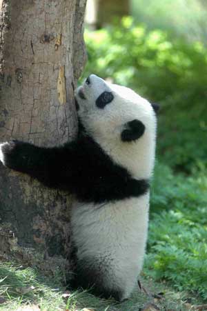 Sichuan contributes in Panda artificial reproduction