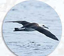 Last flight of the albatross?