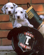 Why are Dalmatians the traditional mascots of firehouses?
