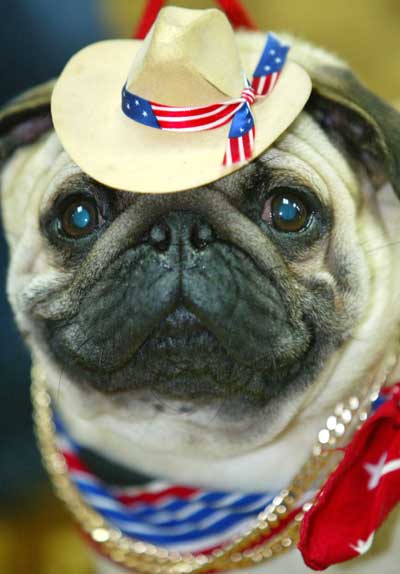 Dog show