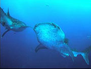 World's biggest fish 'shrinking'