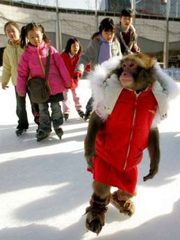 Monkey skates on ice 