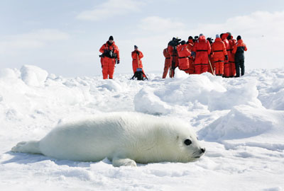 No seal hunting 