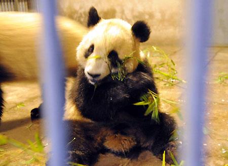 Six pandas arrive in Beijing