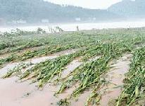 Rainstorm kills at least 22 in SW China