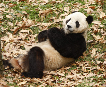 Pandarazzi seeking webcam for Tai Shan in China